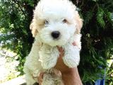 2.5 Aylık Sıfır Numara Maltipoo Bebeğim