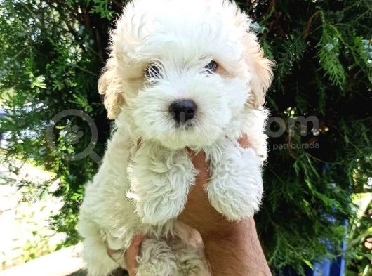 2.5 Aylık Sıfır Numara Maltipoo Bebeğim görsel