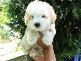 2.5 Aylık Sıfır Numara Maltipoo Bebeğim
