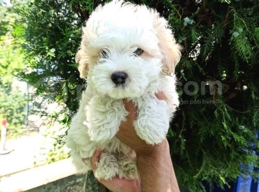 2.5 Aylık Sıfır Numara Maltipoo Bebeğim görsel