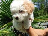 2.5 Aylık Sıfır Numara Maltipoo Bebeğim