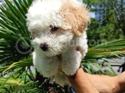 2.5 Aylık Sıfır Numara Maltipoo Bebeğim