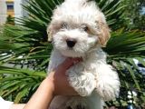 2.5 Aylık Sıfır Numara Maltipoo Bebeğim