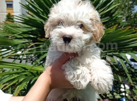 2.5 Aylık Sıfır Numara Maltipoo Bebeğim görsel