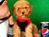 Erkek Ve Dişi Safkan Red Toy Poodle Bebeklerim