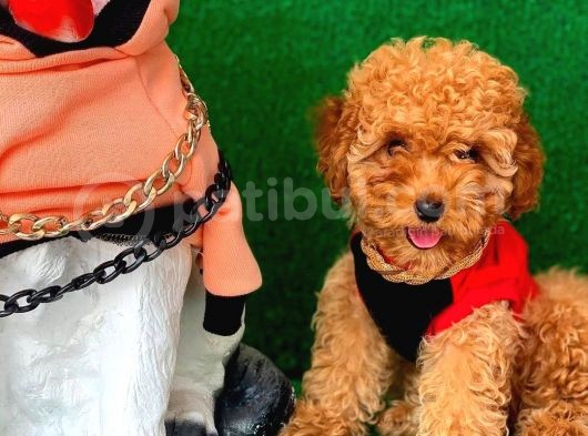 Erkek Ve Dişi Safkan Red Toy Poodle Bebeklerim görsel