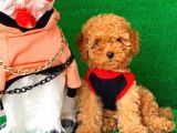 Erkek Ve Dişi Safkan Red Toy Poodle Bebeklerim