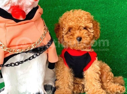 Erkek Ve Dişi Safkan Red Toy Poodle Bebeklerim görsel