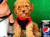 Erkek Ve Dişi Safkan Red Toy Poodle Bebeklerim