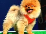 3 Aylık Pomeranian Boo Yavrum