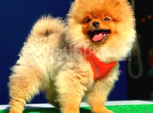 3 Aylık Pomeranian Boo Yavrum görsel