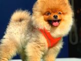 3 Aylık Pomeranian Boo Yavrum