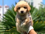 3 Aylık Erkek Maltipoo Terrier Bebeğim Leon