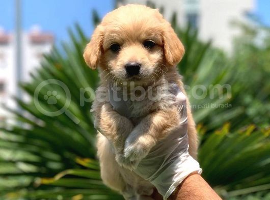 3 Aylık Erkek Maltipoo Terrier Bebeğim Leon görsel