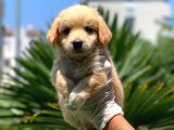3 Aylık Erkek Maltipoo Terrier Bebeğim Leon