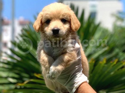 3 Aylık Erkek Maltipoo Terrier Bebeğim Leon görsel