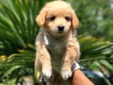 3 Aylık Erkek Maltipoo Terrier Bebeğim Leon