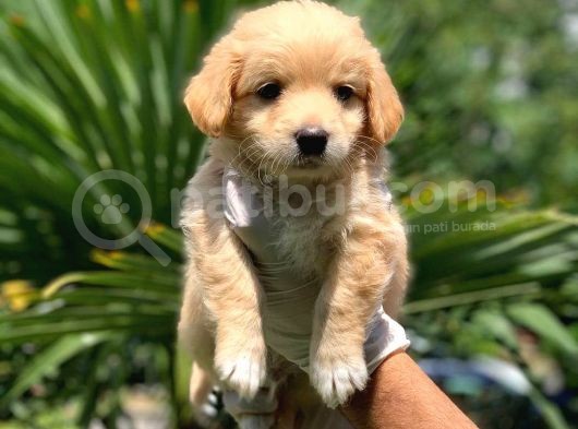 3 Aylık Erkek Maltipoo Terrier Bebeğim Leon görsel