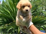 3 Aylık Erkek Maltipoo Terrier Bebeğim Leon