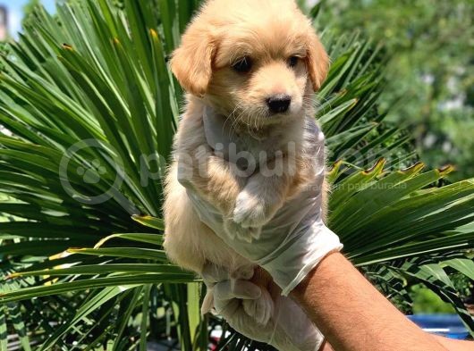 3 Aylık Erkek Maltipoo Terrier Bebeğim Leon