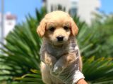 3 Aylık Erkek Maltipoo Terrier Bebeğim Leon