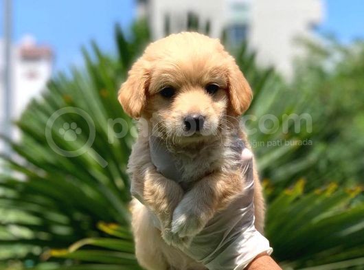 3 Aylık Erkek Maltipoo Terrier Bebeğim Leon görsel