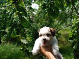 2.5 Aylık Dişi Morkie