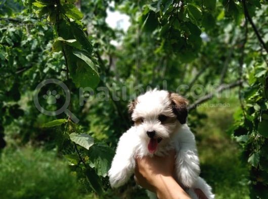 2.5 Aylık Dişi Morkie görsel