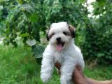 2.5 Aylık Dişi Morkie
