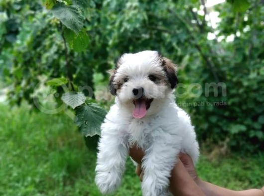 2.5 Aylık Dişi Morkie