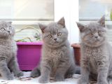 Scottish Fold & Scottish Straight