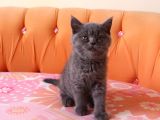 Scottish Fold & Scottish Straight
