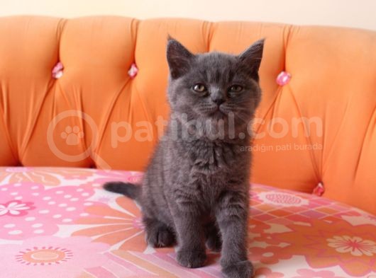 Scottish Fold & Scottish Straight görsel