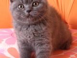 Scottish Fold & Scottish Straight