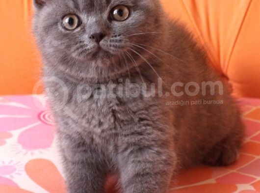 Scottish Fold & Scottish Straight görsel