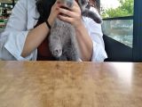 2.5 Aylık Scottish Fold Yavru