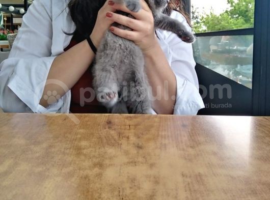 2.5 Aylık Scottish Fold Yavru görsel