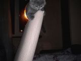 2.5 Aylık Scottish Fold Yavru