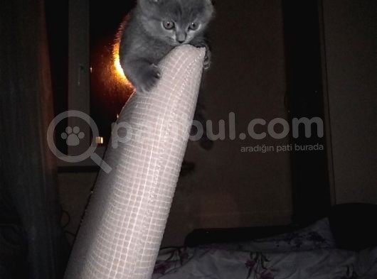 2.5 Aylık Scottish Fold Yavru görsel