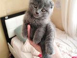 2.5 Aylık Scottish Fold Yavru