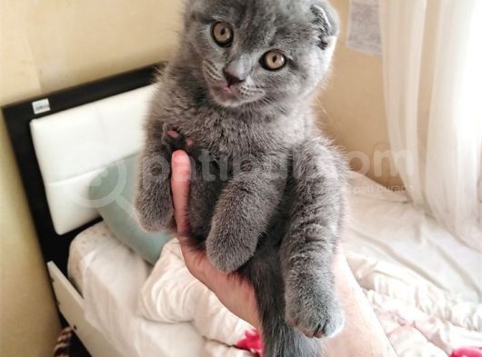 2.5 Aylık Scottish Fold Yavru görsel