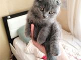 2.5 Aylık Scottish Fold Yavru