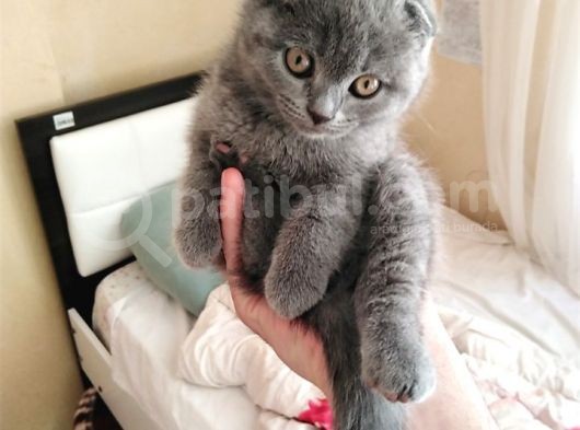 2.5 Aylık Scottish Fold Yavru görsel