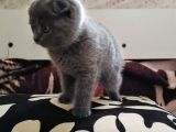 2.5 Aylık Scottish Fold Yavru