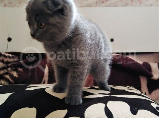 2.5 Aylık Scottish Fold Yavru görsel