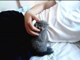 2.5 Aylık Scottish Fold Yavru