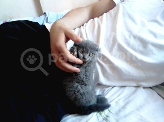 2.5 Aylık Scottish Fold Yavru görsel