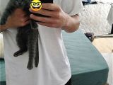 2.5 Aylık Scottish Fold Yavru