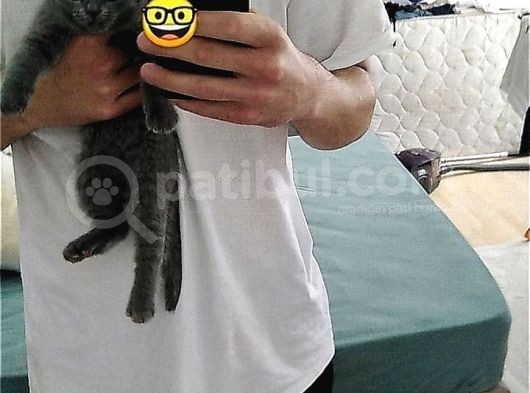 2.5 Aylık Scottish Fold Yavru