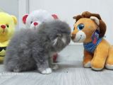 Scottish Fold Long Hair